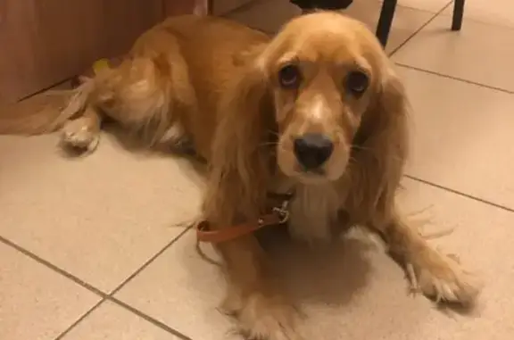 Собака найдена на трассе Ульяновск-Цимлянск