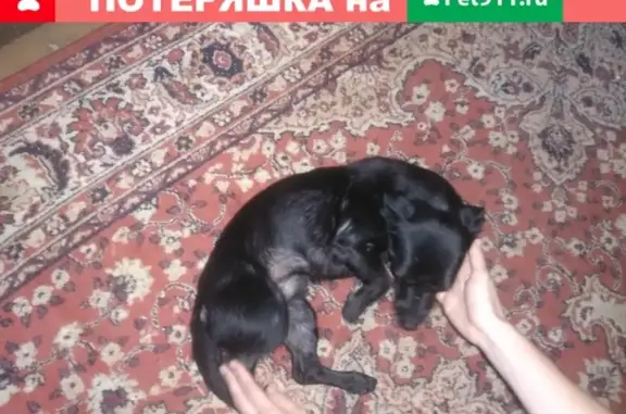 Собака найдена на остановке 52 квартал в Н. Новгороде
