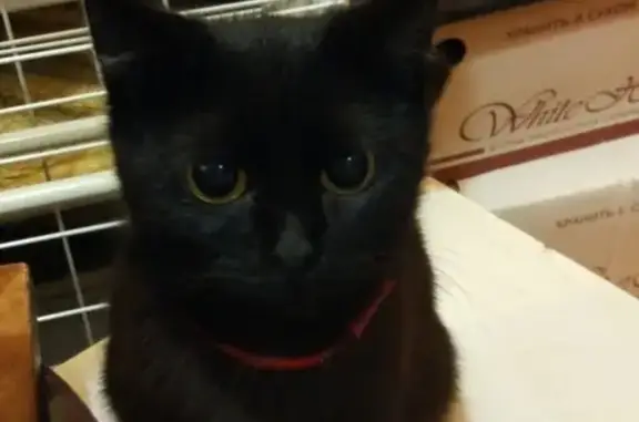 Найдена ручная черная кошка в Туле