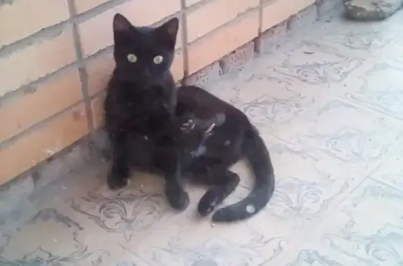 Найдена кошка в Коломне, район Колычево