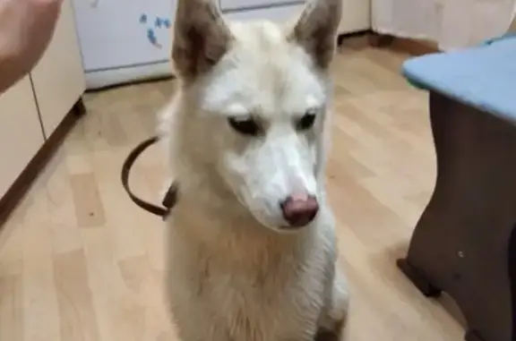 Найдена молодая собака в посёлке Октябрьский, Ижевск