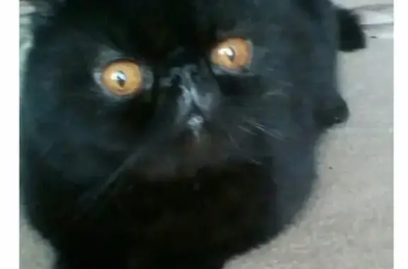 Найден чёрный котик в Адмиралтейском районе, СПб
