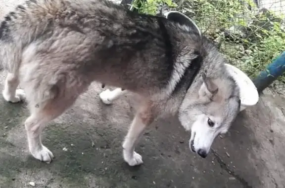 Пропала собака во Владивостоке!