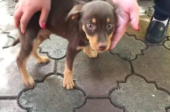 Найден щенок в Орджоникидзевском районе