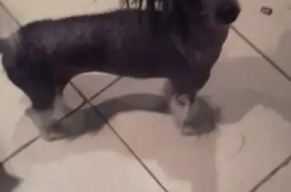 Пропала китайская хохлатая собака в Набережных Челнах