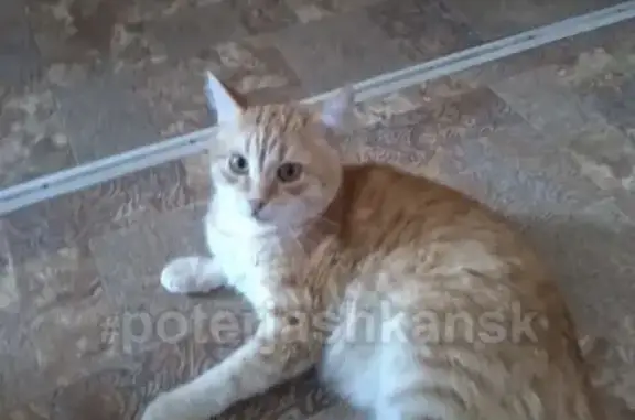 Пропала кошка на ул. Забалуева, Новосибирск