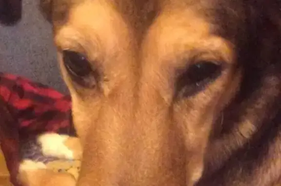 Потерянные животные Москва, фото: Пропала собака Тоша в Москве!