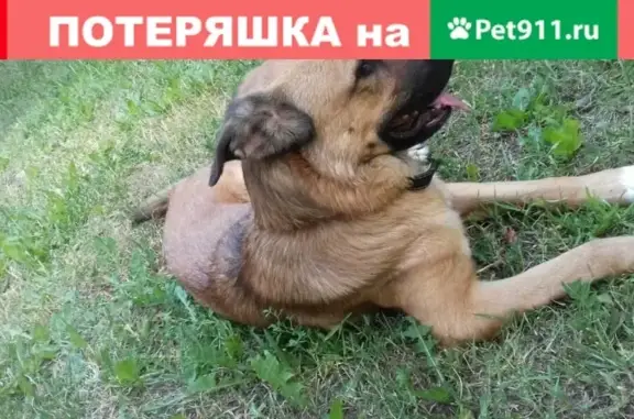 Найдена собака, Москва, фото: Найдена собака на ул. Трофимова, 36