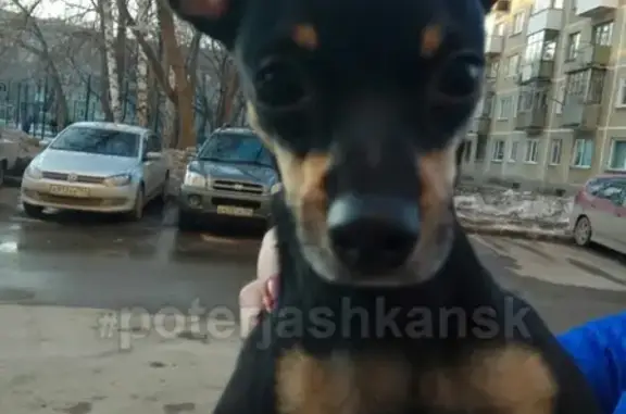 Пропала собака на ул. Пролетарской, Новосибирск