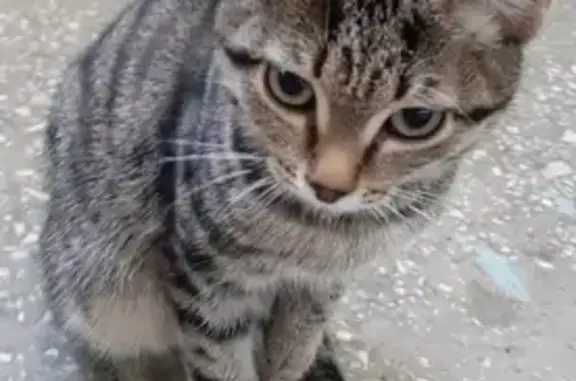 Найден котенок на Славянской (Екатеринбург)