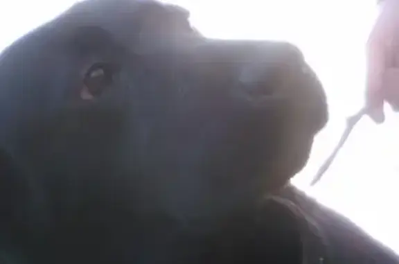 Собаки потеряшки, Ульяновск, фото: Потеряшка собака в Ульяновске: Лабрадор Маша, Рыбацкого и Якурнова, помогите найти!