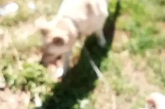 Пропала собака в Кинели, Самарская область