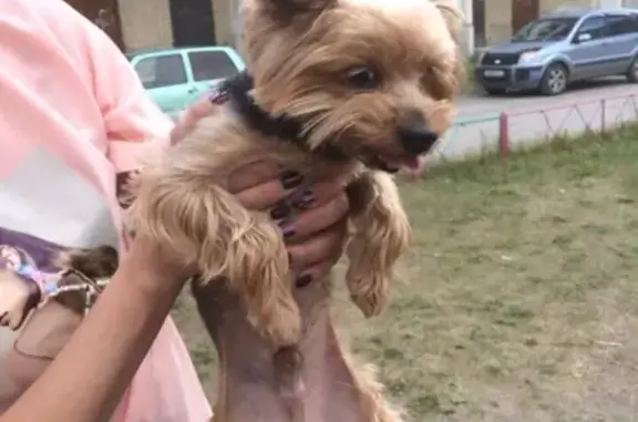 Пропала собака в Сухом Логе, Россия