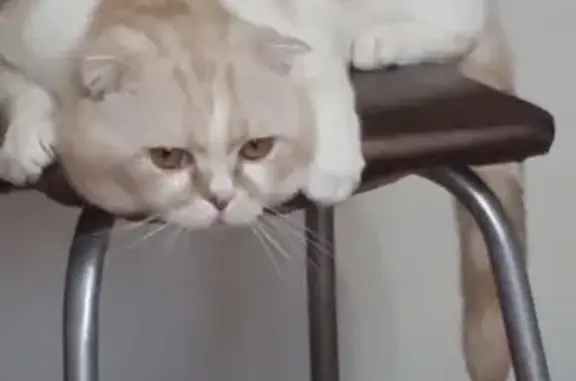 Потерянные животные Набережные Челны, фото: Пропала кошка в Набережных Челнах, п. Сидоровка с-32