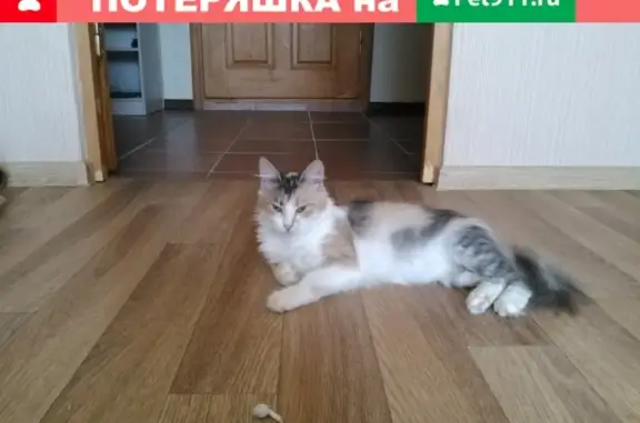 Кошки потеряшки, Маркс, фото: Потеряшка кошка на Карла Маркса, 11