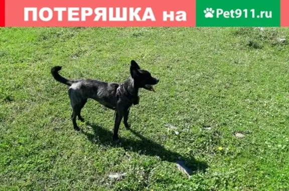 Пропала собака в Кызыле, Республика Тыва