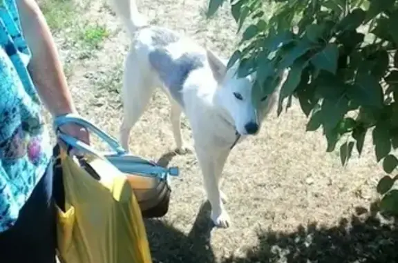Собака ищет дом в Дракино, Калужская область