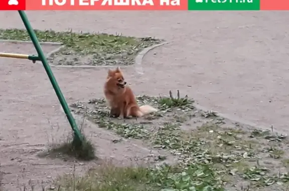 Найдена одинокая собака в Калининском районе СПб
