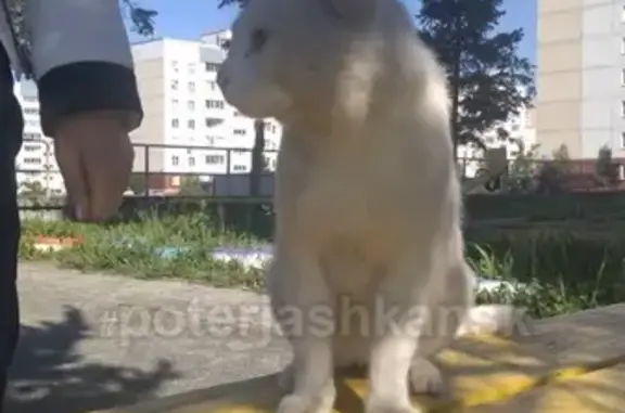 Найден белый кот в Высоцкого районе Новосибирска