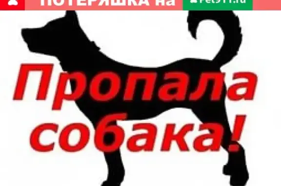 Пропала собака в Чебоксарах, нужна помощь!