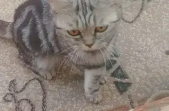 СРОЧНО! Найдена кошка в Барнауле