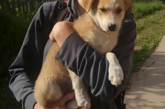 Найден щенок в поселке Ферма, Пермь