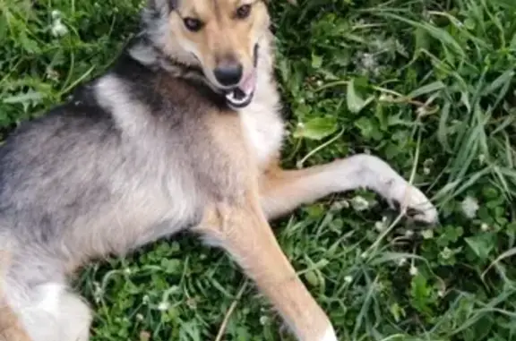 Найдена собака в селе Буреничиво, Кемерово