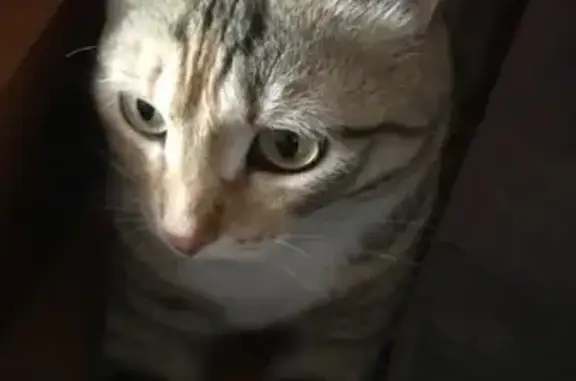 Кошки потеряшки, Киров, фото: Потеряшка кошка в поселке Радужный, возможно в районе ул. Индустриальной, м-н Кедр. Пожалуйста, помогите найти!