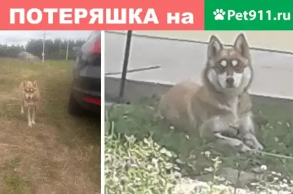 Найдена собака, Москва, фото: Найдена хаски на Youla в Москве