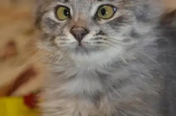 Пропала кошка Кекс в Белгородском районе