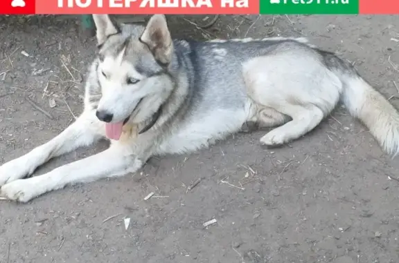Найдена собака в районе Донбасса, Находка