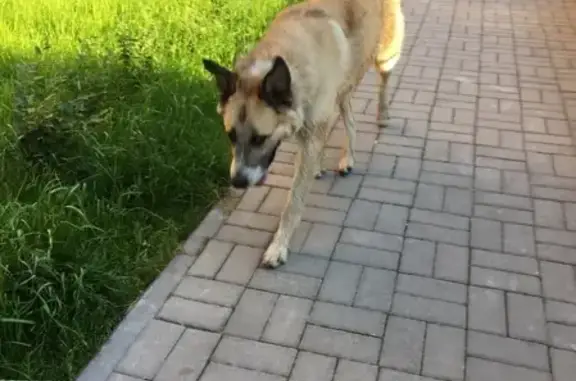 Найдена собака в районе Ленты на Запсковье, нужна помощь