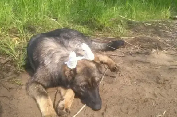 Пропала собака Рейна на улице Гоголя, Череповец