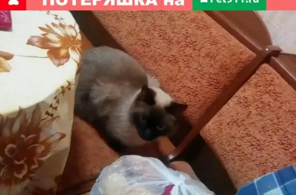 Пропала кошка Стёпа в Кировском районе, Мурманская область