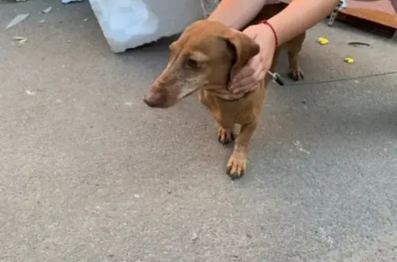 Найдена собака на улице Кима 4