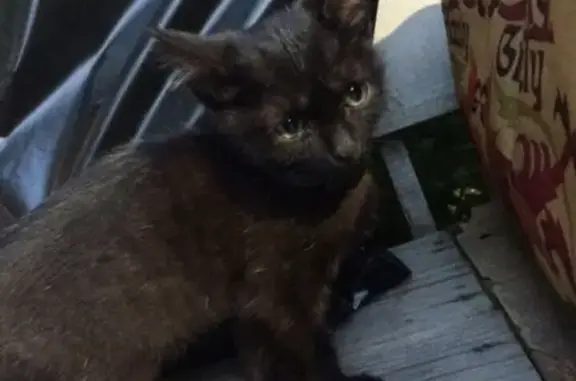 Найден котенок девочка в ошейнике на Ревде