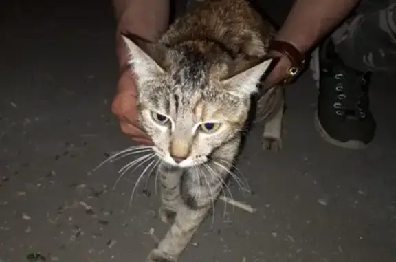 Найдена кошка на пр. Победы 30