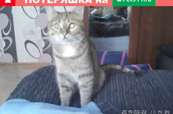 Пропала кошка на улицах Петрозаводска, звоните Наталье