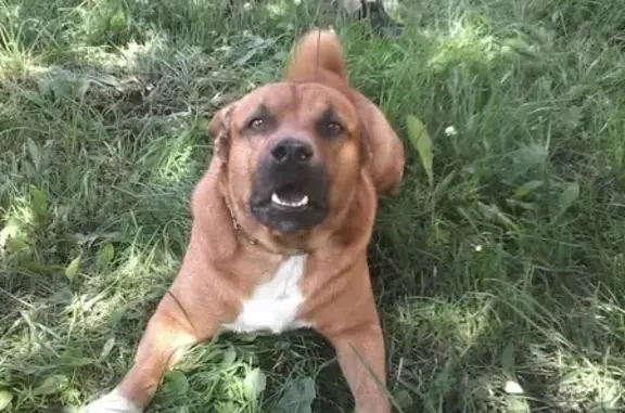 Потерянные животные Новокузнецк, фото: Пропала собака Тима на Тореза 24, Новокузнецк