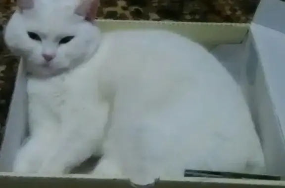 Пропала белая британская кошка в Элисте, помогите найти