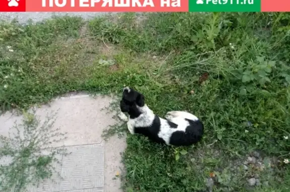 Найдена собака на ул. Борзова, Воронеж