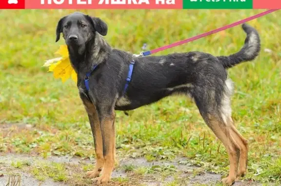 Пропала собака Чанга в Истре, Московская область