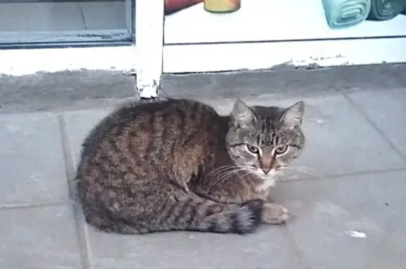 Найдена кошка в Серпухове, МО.