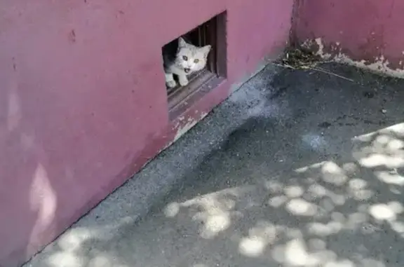 Найден котенок на ул. Псковская 6