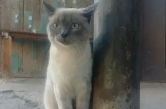 Найден кот на ул. Клинической/Коммунистической в Самаре