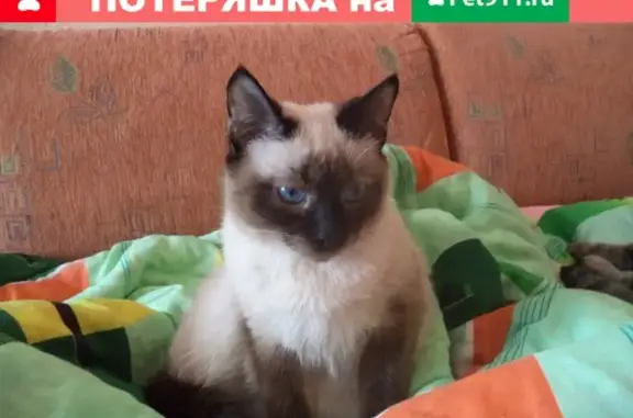 Пропал сиамский кот Сэм, адрес: ул. Чернышевского 128, Саратов