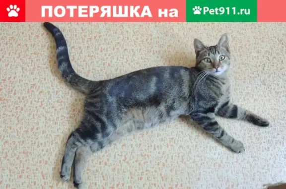 Найден котик на ул. Дубнинская, дом 32