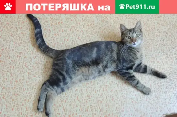 Найден домашний котик на Дубнинской, д. 32