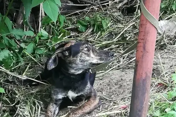 Найдена собака на ул. Народная, Новосибирск