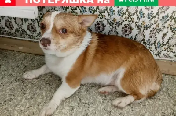 Найденные животные Москва, фото: Собака с ошейником на Берингов проезде, Москва